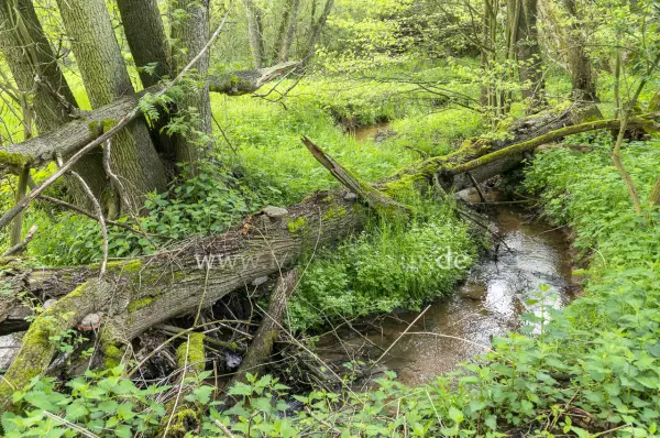 Fokus-Natur Bild