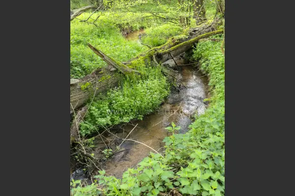 Fokus-Natur Bild