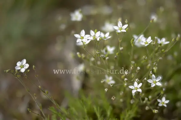 Fokus-Natur Bild
