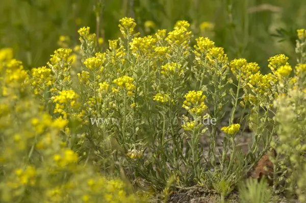 Fokus-Natur Bild