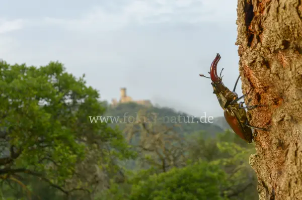 Fokus-Natur Bild