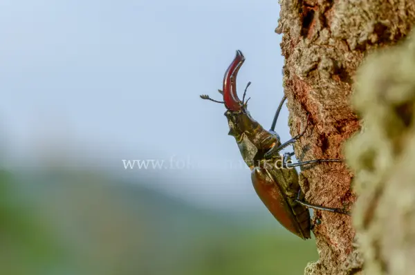 Fokus-Natur Bild