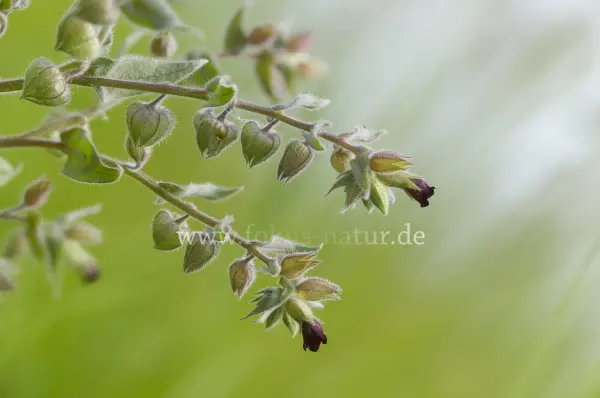 Fokus-Natur Bild