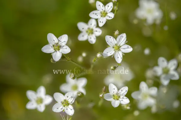 Fokus-Natur Bild