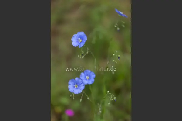 Fokus-Natur Bild