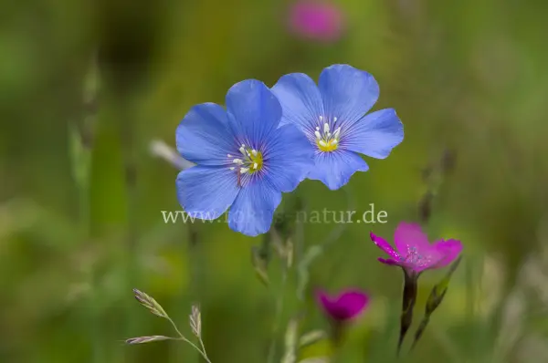 Fokus-Natur Bild