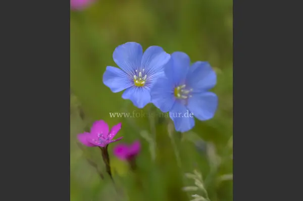 Fokus-Natur Bild