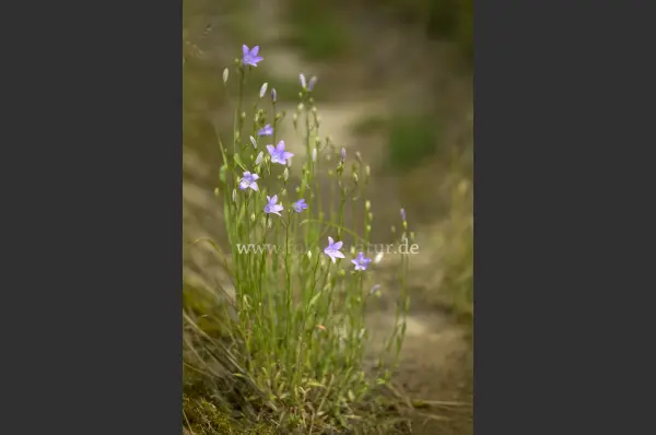 Fokus-Natur Bild