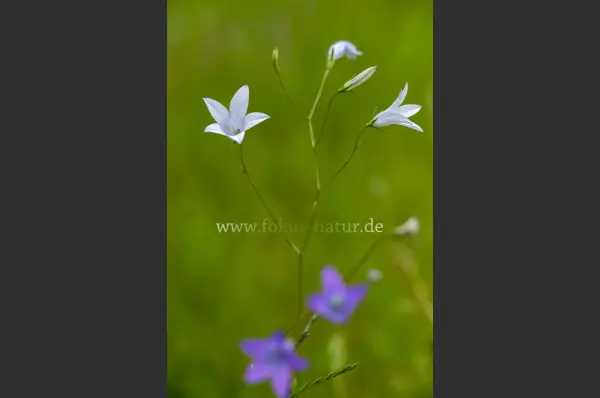 Fokus-Natur Bild