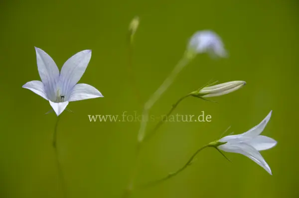 Fokus-Natur Bild