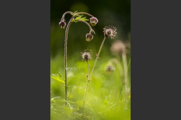 Fokus-Natur Bild