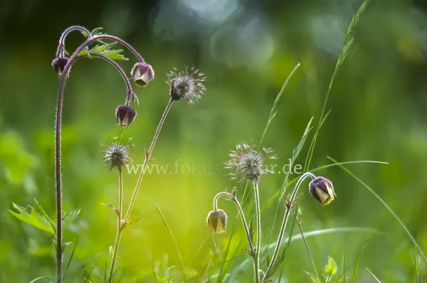 Fokus-Natur Bild