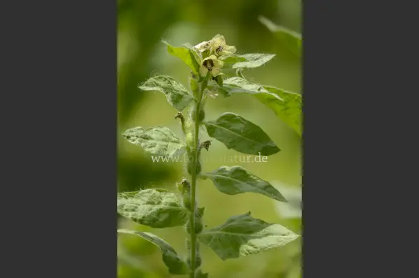Fokus-Natur Bild