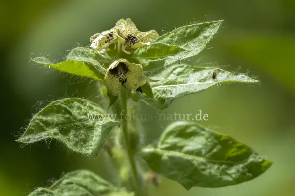 Fokus-Natur Bild