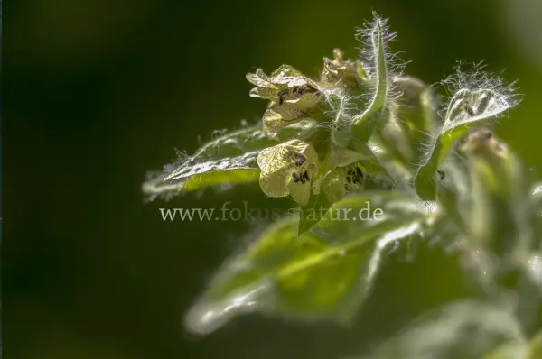 Fokus-Natur Bild