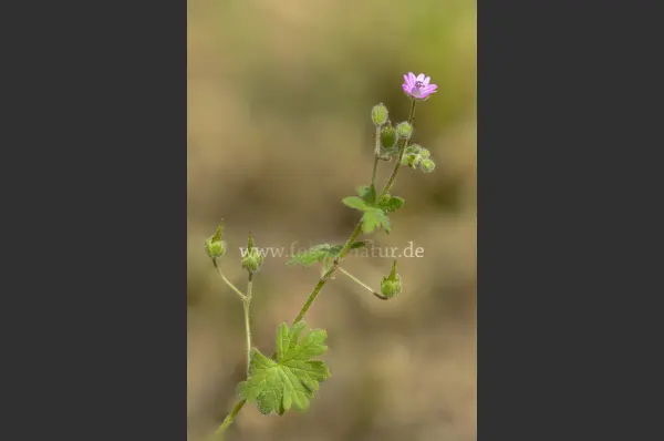 Fokus-Natur Bild