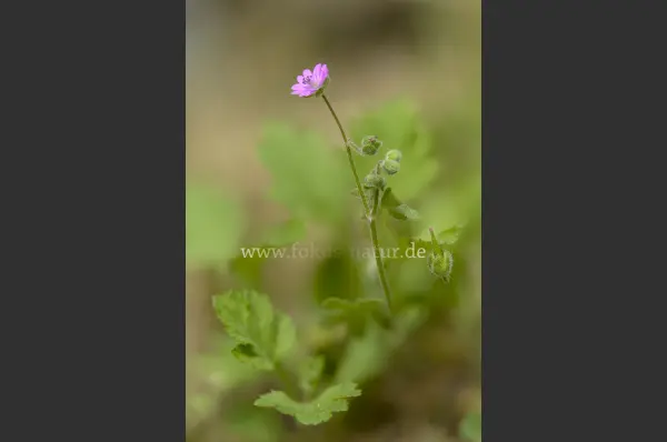 Fokus-Natur Bild