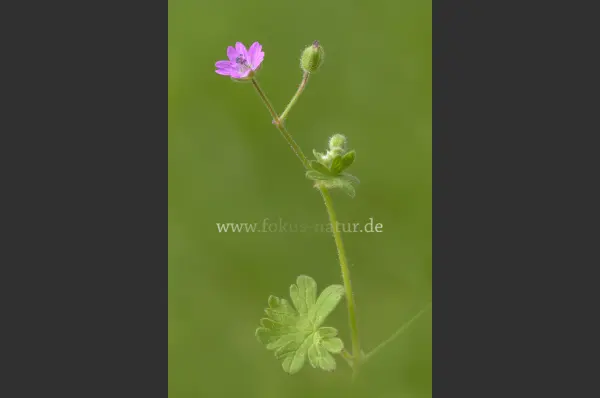 Fokus-Natur Bild