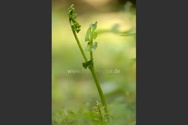 Fokus-Natur Bild