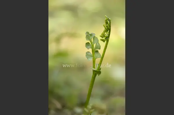 Fokus-Natur Bild