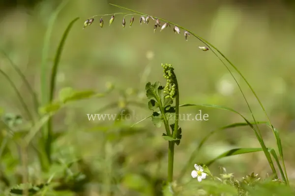 Fokus-Natur Bild