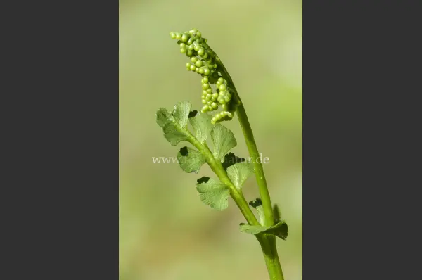 Fokus-Natur Bild