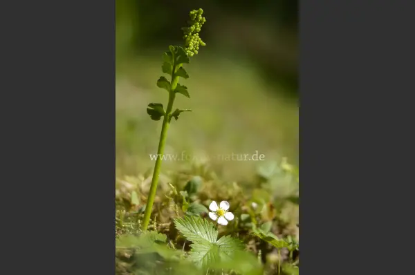 Fokus-Natur Bild