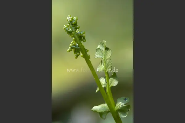 Fokus-Natur Bild