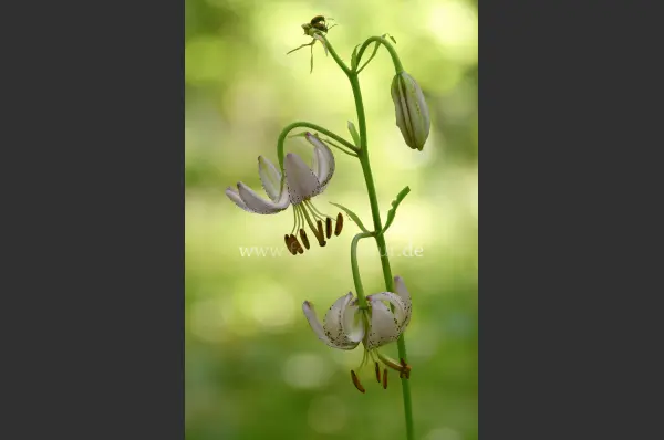 Fokus-Natur Bild
