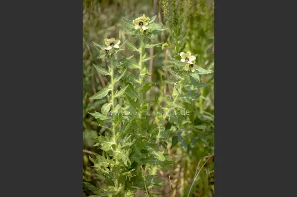 Fokus-Natur Bild