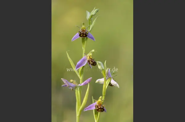Fokus-Natur Bild