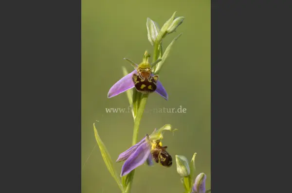 Fokus-Natur Bild