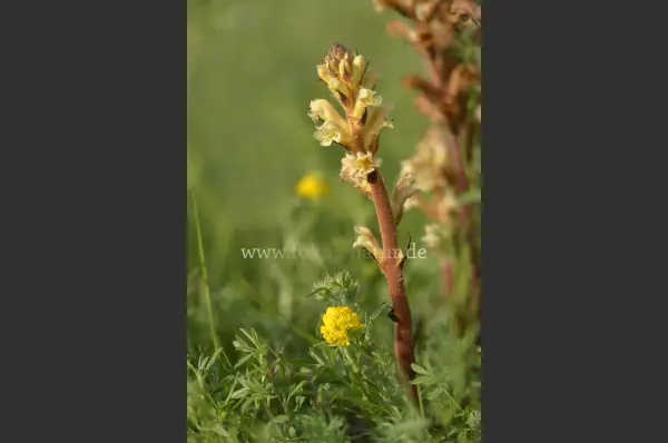 Fokus-Natur Bild
