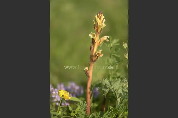 Fokus-Natur Bild