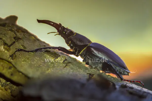 Fokus-Natur Bild