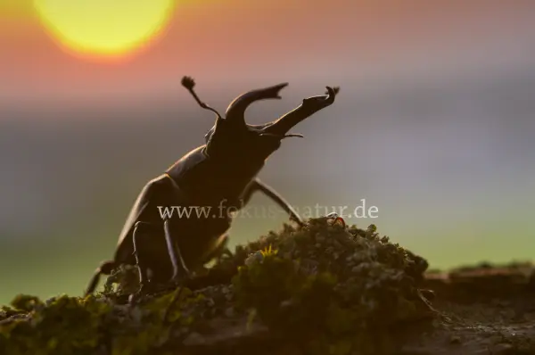 Fokus-Natur Bild