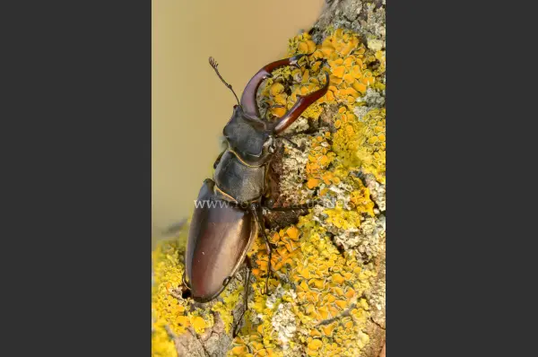 Fokus-Natur Bild