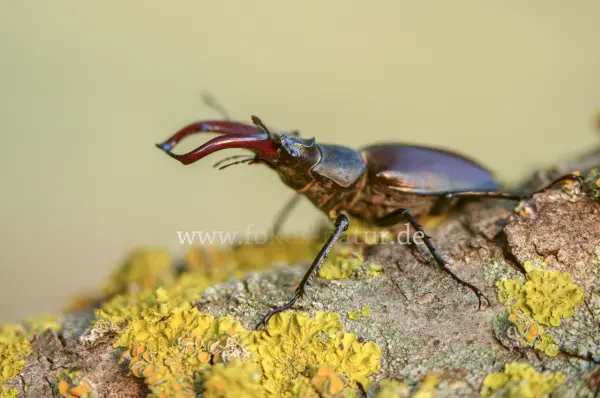 Fokus-Natur Bild