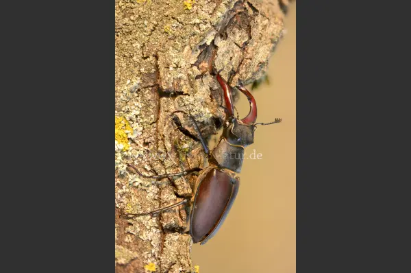 Fokus-Natur Bild