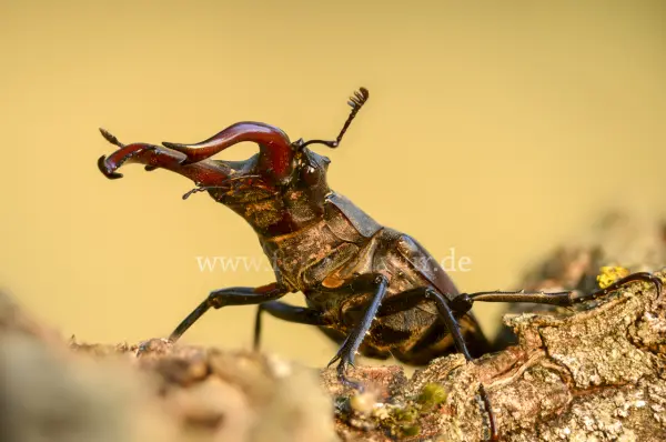 Fokus-Natur Bild
