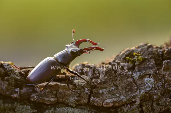 Fokus-Natur Bild