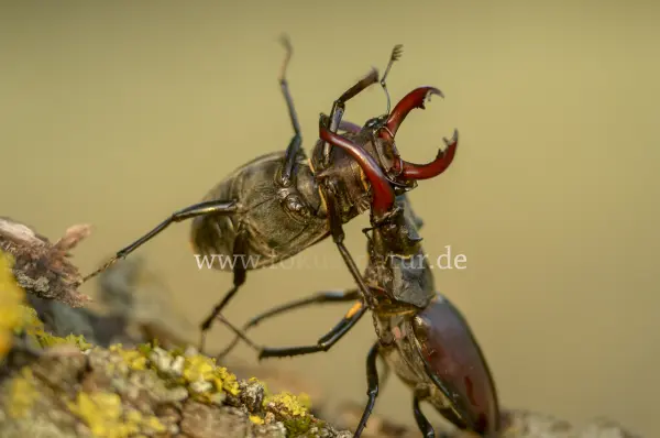 Fokus-Natur Bild