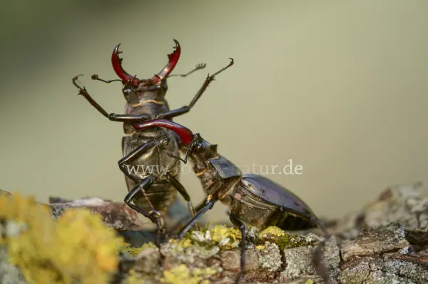 Fokus-Natur Bild