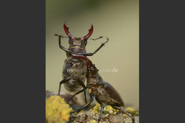Fokus-Natur Bild