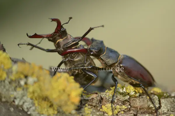 Fokus-Natur Bild