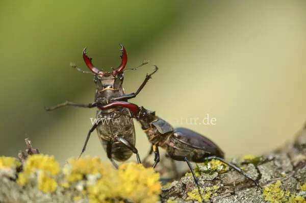 Fokus-Natur Bild