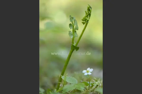 Fokus-Natur Bild