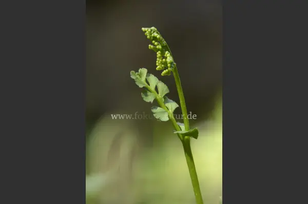 Fokus-Natur Bild