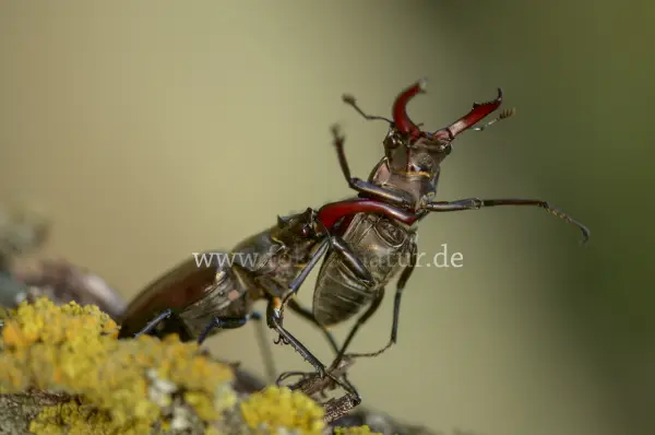 Fokus-Natur Bild