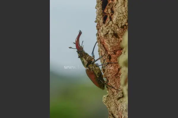 Fokus-Natur Bild